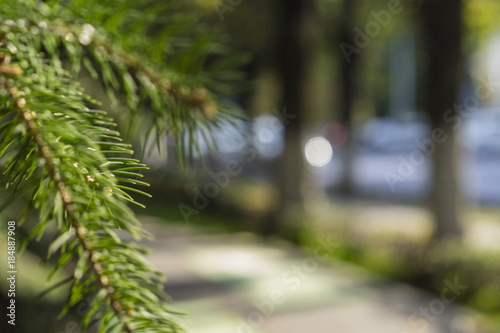 Cuadros en Lienzo The footpath and the fir branch are out of focus.