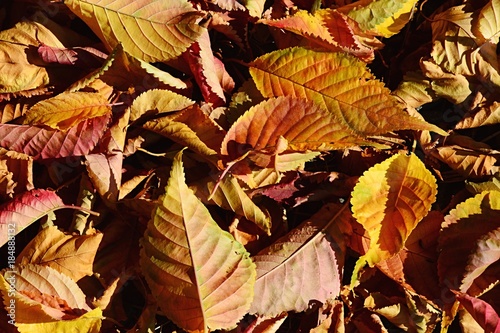 Cuadros en Lienzo Texture of fallen yellow and red autumn leaves from broadleaf tree sunbathing in