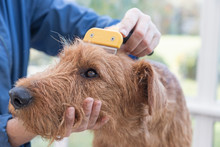 Side View Of Grooming The Head Of Irish Terrier Closeup