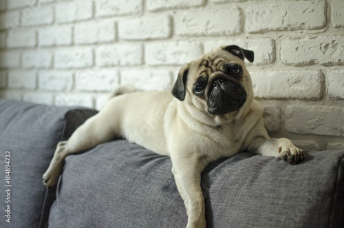 Fotografie, Obraz Small cute dog breed pug lying on pillows and looking straight