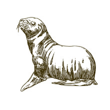 Marine Animals. Fur Seal. Sketch.  Engraving Style. Vector Illustration.