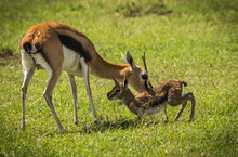 Antelope Thompson And Her Newborn Baby In Masai Mara, Kenya