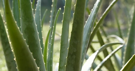 Wall Mural - Aloe vera plant close up