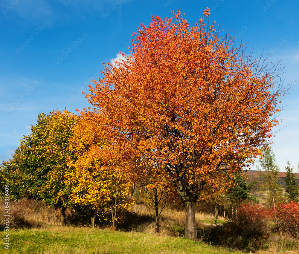 Trees with colorful leaves on a sunny autumn day - obrazy, fototapety, plakaty 