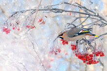 Background With Bird Waxing On  Branch Of Frozen Mountain Ash