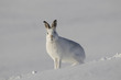 mountain hare, Lepus timidus, running, walking, sitting in snow during winter  with white moult in the cairngorm national park, scotland