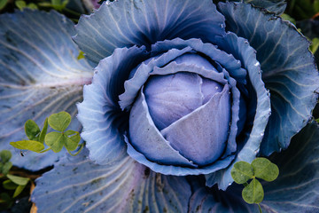 Wall Mural - Cabbage Growing on a farm.