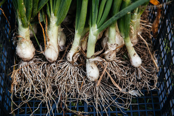 Wall Mural - Freshly picked green onions.