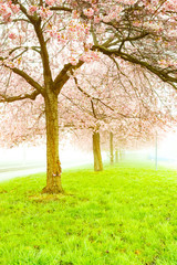 Poster - Cherry blossoms