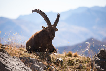 Wall Mural - ibex