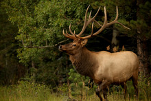 Large Bull Elk With Antlers