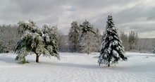 Snow Covered Landscape Slide - Low Aerial Footage Moving Left, Showing Two Evergreen Trees Painted With Dense White Snow Near A Small Pond On A Small Open Landscape.