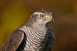 © Ferenc - Northern Goshawk (Accipiter gentilis)