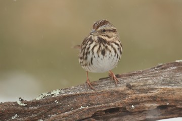 Wall Mural - Song Sparrow (Melospiza melodia) in winter