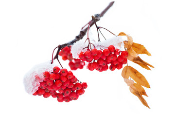 Poster - Bunches of rowan covered with snow isolated on white background