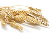sheaf of ripe wheat ears isolated on white background