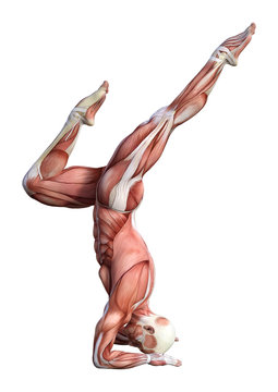 3D Rendering Male Anatomy Figure on White