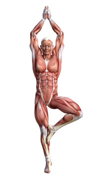 3D Rendering Male Anatomy Figure on White