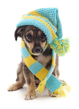 Dog In A Cap And Scarf.