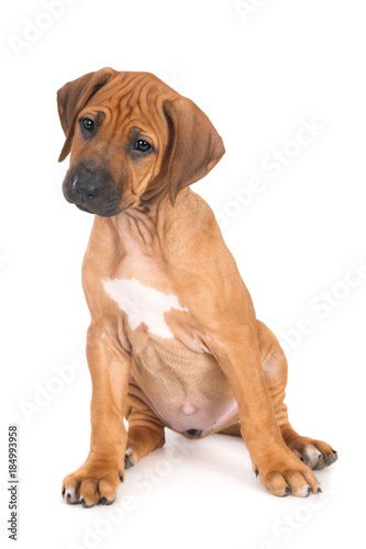 white rhodesian ridgeback