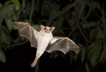 Dwarf Epauletted Fruit Bat (Micropteropus Pussilus) Flying At Night, Legon, Ghana