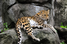 Leopard On Rock 