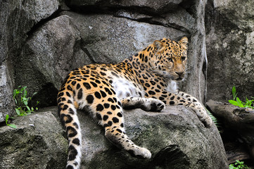 Poster - Leopard on Rock 