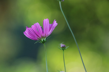 Pink flowers cosmos morning background bright and beautiful in the garden blossom in summer