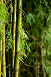Fototapeta Sypialnia - Green Bamboo Background