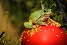 European Green Tree Frog (Hyla Arborea Formerly Rana Arborea)on A Christmas Toy