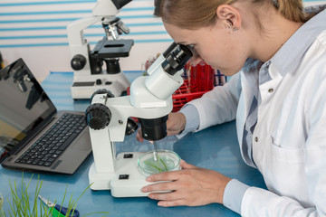 Wall Mural - scientist with green plant in modern laboratory. woman study of genetic modified GMO plants in the laboratory