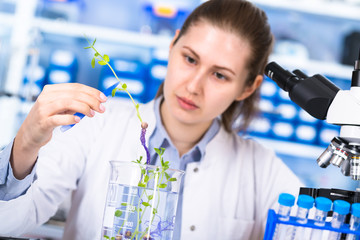 Canvas Print - technician in the laboratory of plant genetics investigates the sprout of soybean