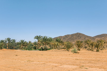 Poster - green palm trees in desert	valley in Sahara 