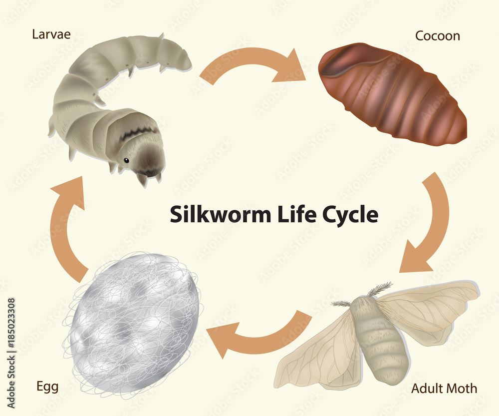 Life Cycle Of A Silkworm Diagram