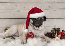 Lovely Christmas Pug Dog Puppy Lying Down On Sheepskin Blanket With Festive Ornaments And Weathered Wooden Background
