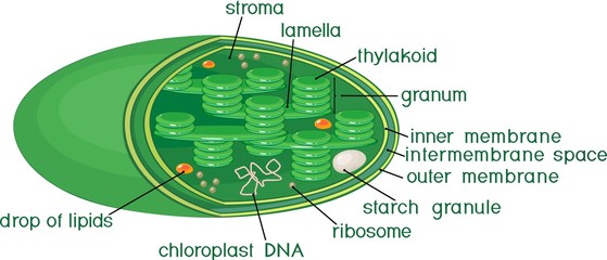 Wall Mural - Chloroplast structure with titles