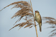 closeup of a chirping sedge warbler in the reed