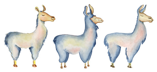 Wall Mural - Cute Llama cartoon characters set watercolor illustration, Alpaca animals, hand drawn style.  Isolated white background