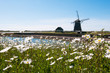 windmill surrounded by marguerites