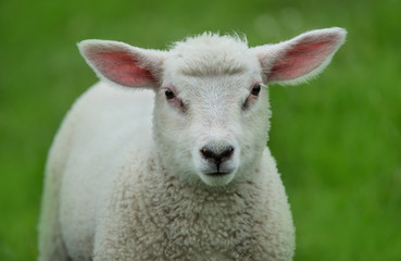 portrait of a sheep