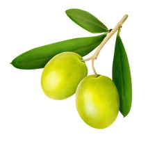 Fresh Olive Branch With Green Olives Isolated On White Background. Clipping Path.