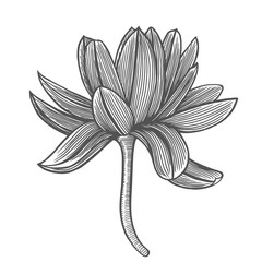 Wall Mural - Lotus flower illustration