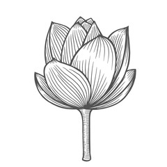 Wall Mural - Lotus flower illustration