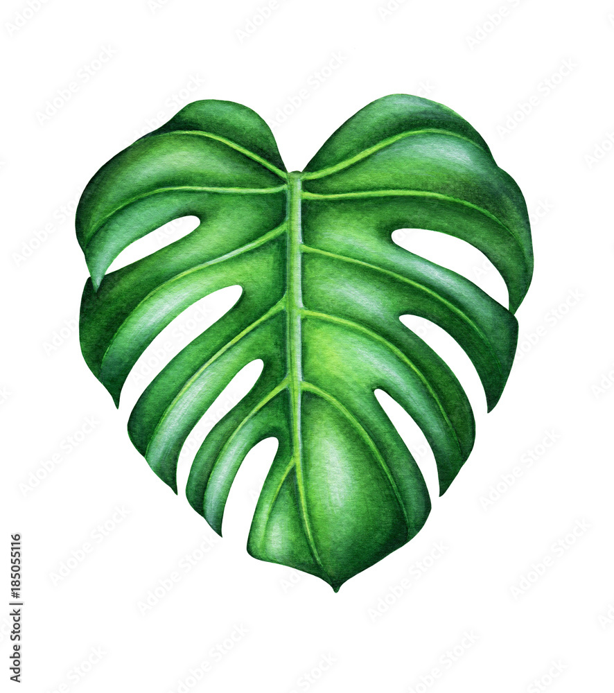 Green leaf of monstera deliciosa. Tropical plant. Hand painted watercolor  illustration isolated on white. Realistic botanical art. Design element for  fabrics, invitations, clothes and other. Stock Illustration | Adobe Stock