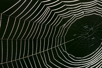spider web with dew
