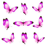 Fototapeta Motyle - beautiful pink butterflies, isolated  on a white