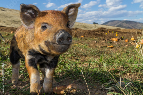 Fotografía Cute mini pigs enjoying a beautiful afternoon on the farm