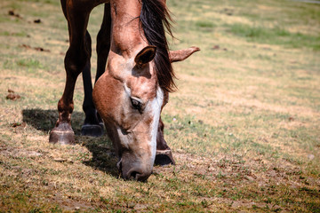 Wall Mural - Brown wild horse on meadow idyllic field