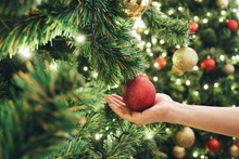 Closeup Image Of A Hand Decorating Christmas Tree With Red Sparkling Glitter Baubles On Blur Background. Concept And Idea Of Celebrating Christmas Holidays