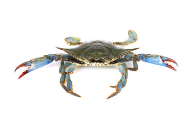 Wall Mural -  live blue crab isolated on white background